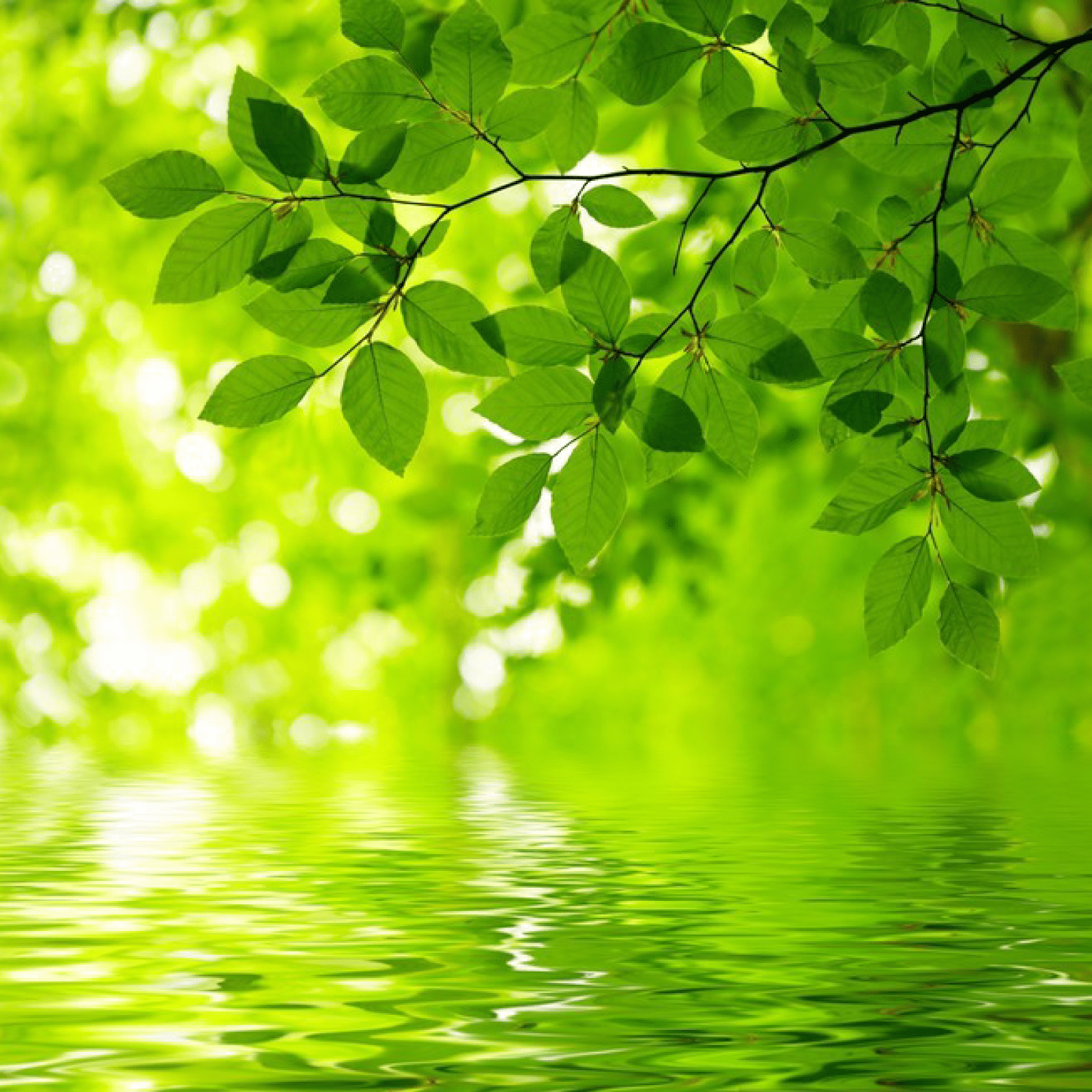 elektroam-fotovoltaickysystemsk-trees